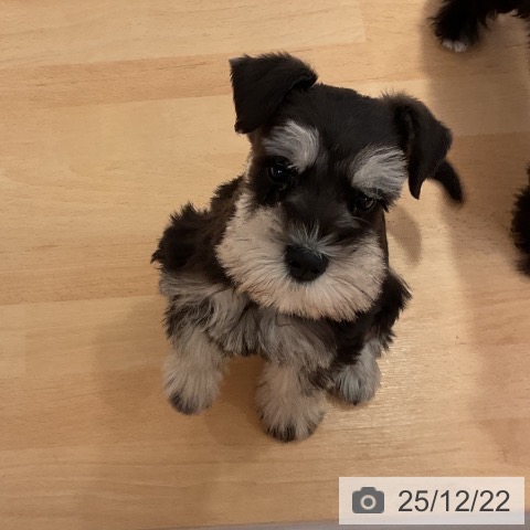 愛知県のミニチュアシュナウザー (ペットプラス 名古屋茶屋店/2025年10月12日生まれ/女の子/ブラックシルバー)の子犬の3枚目の画像