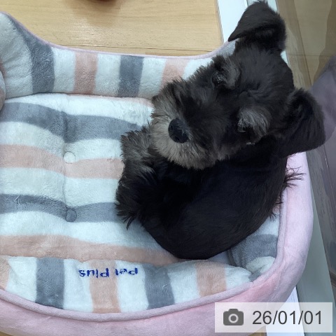 三重県のミニチュアシュナウザー (ペットプラス 津南店/2025年10月12日生まれ/女の子/ブラックシルバー)の子犬の4枚目の画像