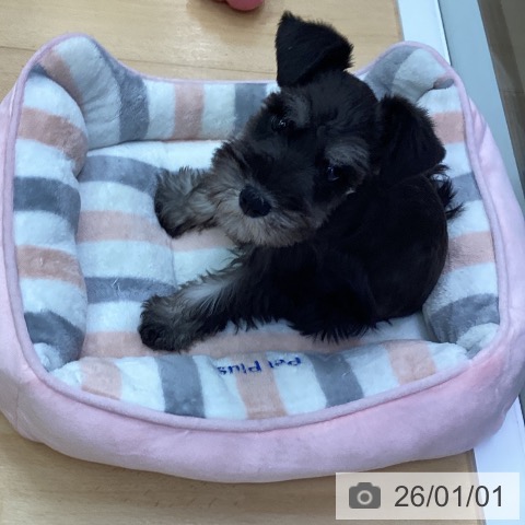 三重県のミニチュアシュナウザー (ペットプラス 津南店/2025年10月12日生まれ/女の子/ブラックシルバー)の子犬の3枚目の画像