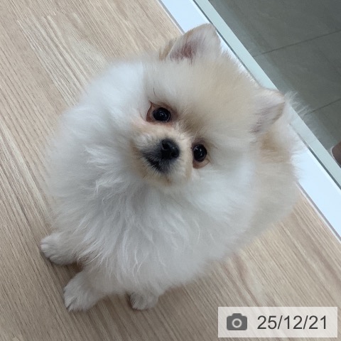 石川県のポメラニアン (ペットプラス 白山店/2025年10月16日生まれ/男の子/クリーム)の子犬の4枚目の画像