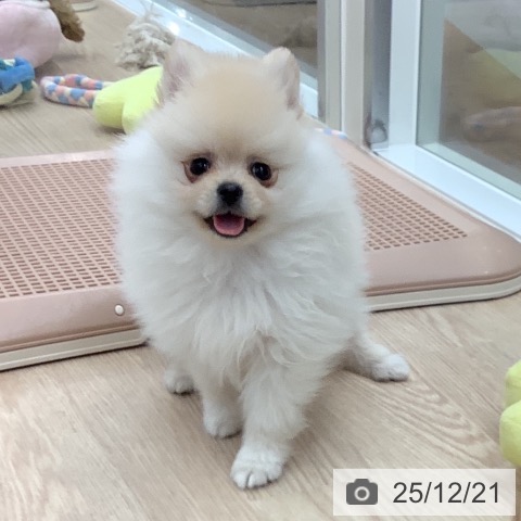 石川県のポメラニアン (ペットプラス 白山店/2025年10月16日生まれ/男の子/クリーム)の子犬の3枚目の画像
