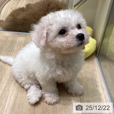 愛知県のビションフリーゼ (ペットプラス 則武新町店/2025年10月11日生まれ/男の子/ホワイト)の子犬の4枚目の画像