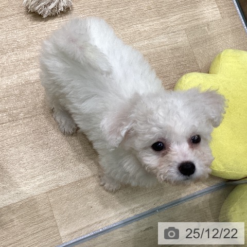 愛知県のビションフリーゼ (ペットプラス 則武新町店/2025年10月11日生まれ/男の子/ホワイト)の子犬の4枚目の画像