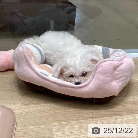 愛知県のビションフリーゼ (ペットプラス 則武新町店/2025年10月11日生まれ/男の子/ホワイト)の子犬の3枚目の画像