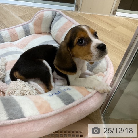 ビーグルの写真