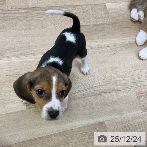 愛知県のビーグル (ペットプラス mozoワンダーシティ店/2025年10月8日生まれ/男の子/ブラックタンホワイト)の子犬の3枚目の画像