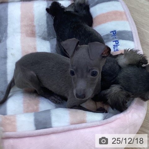 愛知県のイタリアングレーハウンド (ペットプラス ナゴヤドーム前店/2025年10月3日生まれ/男の子/ブルー)の子犬の3枚目の画像