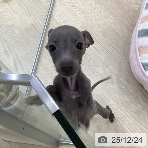 愛知県のイタリアングレーハウンド (ペットプラス ナゴヤドーム前店/2025年10月3日生まれ/男の子/ブルー)の子犬の4枚目の画像