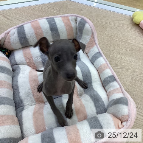 愛知県のイタリアングレーハウンド (ペットプラス ナゴヤドーム前店/2025年10月3日生まれ/男の子/ブルー)の子犬の3枚目の画像