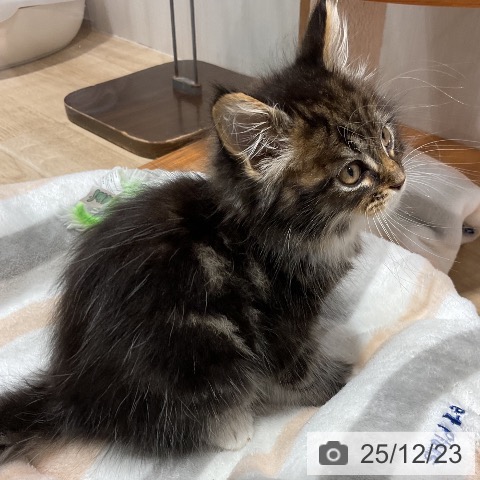 福岡県のメインクーン (ペットプラス 八幡東店/2025年10月17日生まれ/男の子/ブラウンタビーホワイト)の子猫の4枚目の画像