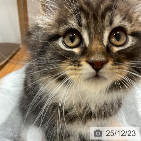 福岡県のメインクーン (ペットプラス 八幡東店/2025年10月17日生まれ/男の子/ブラウンタビーホワイト)の子猫の3枚目の画像