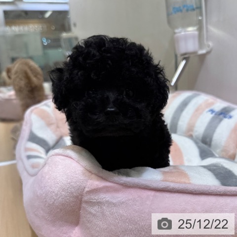 トイ・プードルの写真