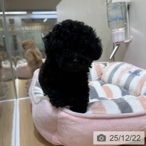 トイ・プードルの写真