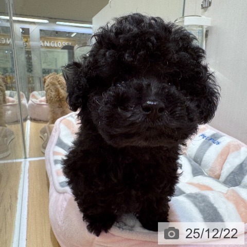 トイ・プードルの写真