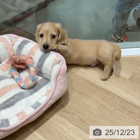 三重県のミニチュアダックスフンド(ロング) (ペットプラス 鈴鹿店/2025年10月19日生まれ/男の子/イエロー)の子犬の4枚目の画像