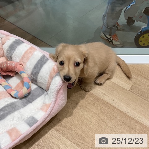 三重県のミニチュアダックスフンド(ロング) (ペットプラス 鈴鹿店/2025年10月19日生まれ/男の子/イエロー)の子犬の3枚目の画像