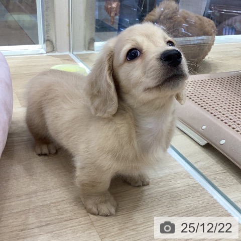 岐阜県のミニチュアダックスフンド(ロング) (ペットプラス 各務原店/2025年10月19日生まれ/男の子/イエロー)の子犬の4枚目の画像