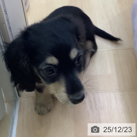 愛知県のミニチュアダックスフンド(ロング) (ペットプラス 三好店/2025年10月19日生まれ/女の子/ブラックイエロー)の子犬の4枚目の画像