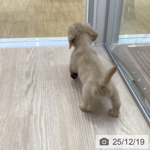 ミニチュア・ダックスフンドの写真