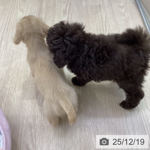 ミニチュア・ダックスフンドの写真