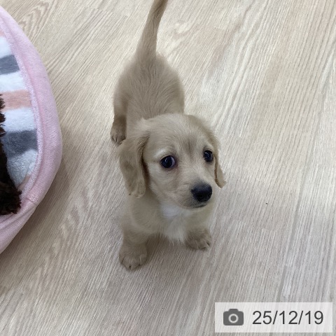 ミニチュア・ダックスフンドの写真