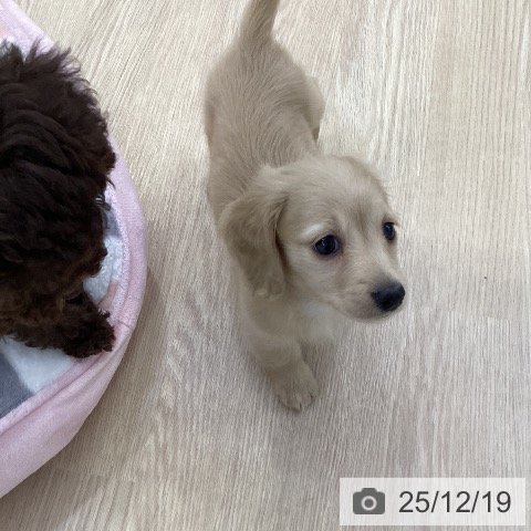 ミニチュア・ダックスフンドの写真