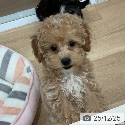 愛知県のトイプードル(トイ) (ペットプラス 東浦店/2025年10月19日生まれ/男の子/アプリコット)の子犬の4枚目の画像