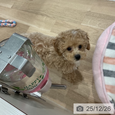 愛知県のトイプードル(トイ) (ペットプラス 東浦店/2025年10月19日生まれ/男の子/アプリコット)の子犬の3枚目の画像