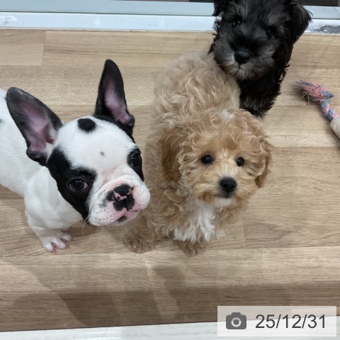 愛知県のトイプードル(トイ) (ペットプラス 東浦店/2025年10月19日生まれ/男の子/アプリコット)の子犬の3枚目の画像