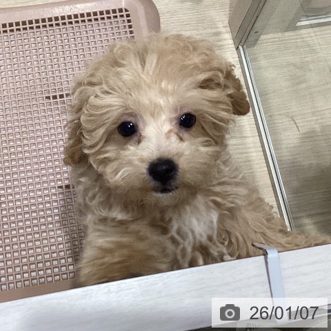 愛知県のトイプードル(トイ) (ペットプラス イオンモール長久手店/2025年10月19日生まれ/男の子/アプリコット)の子犬の4枚目の画像