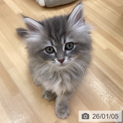 愛知県のサイベリアン (ペットプラス 豊田店/2025年10月17日生まれ/男の子/ブルータビー)の子猫の4枚目の画像