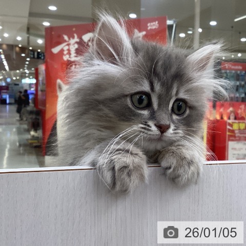 愛知県のサイベリアン (ペットプラス 豊田店/2025年10月17日生まれ/男の子/ブルータビー)の子猫の3枚目の画像