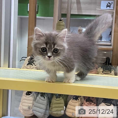 愛知県のミヌエット (ペットプラス mozoワンダーシティ店/2025年10月13日生まれ/女の子/ブルータビーホワイト)の子猫の4枚目の画像