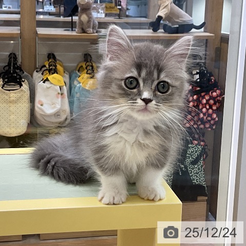 愛知県のミヌエット (ペットプラス mozoワンダーシティ店/2025年10月13日生まれ/女の子/ブルータビーホワイト)の子猫の3枚目の画像