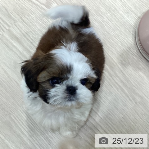 愛知県のシーズー (ペットプラス イオンモール長久手店/2025年10月17日生まれ/男の子/ゴールドホワイト)の子犬の4枚目の画像