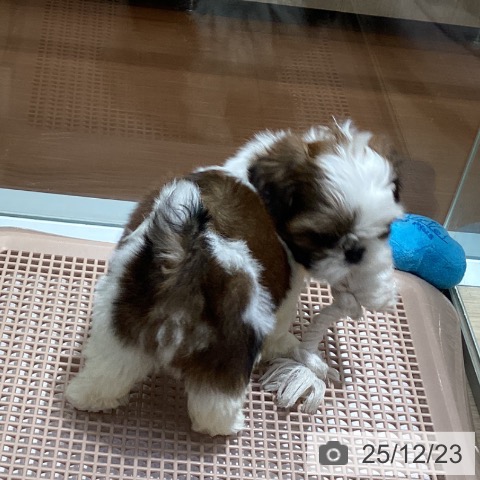 愛知県のシーズー (ペットプラス イオンモール長久手店/2025年10月17日生まれ/男の子/ゴールドホワイト)の子犬の3枚目の画像