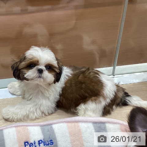 愛知県のシーズー (ペットプラス イオンモール長久手店/2025年10月17日生まれ/男の子/ゴールドホワイト)の子犬の4枚目の画像