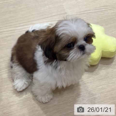 愛知県のシーズー (ペットプラス イオンモール長久手店/2025年10月17日生まれ/男の子/ゴールドホワイト)の子犬の3枚目の画像