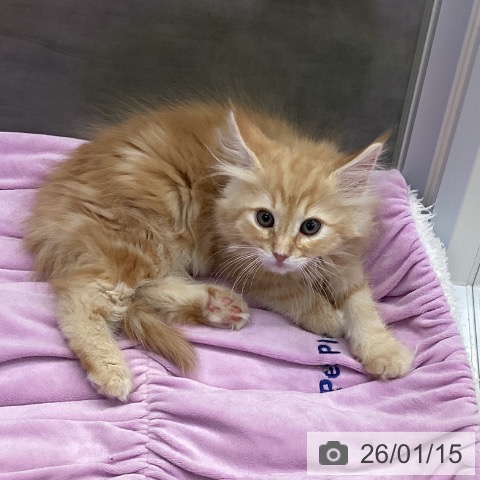 三重県のノルウェージャンフォレストキャット (ペットプラス 津南店/2025年10月19日生まれ/男の子/レッドタビー)の子猫の4枚目の画像