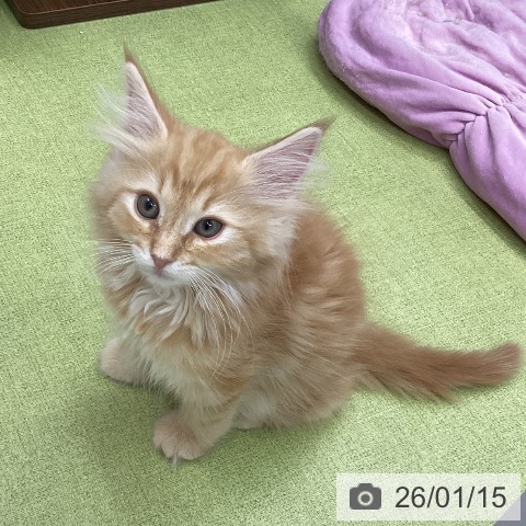 三重県のノルウェージャンフォレストキャット (ペットプラス 津南店/2025年10月19日生まれ/男の子/レッドタビー)の子猫の3枚目の画像