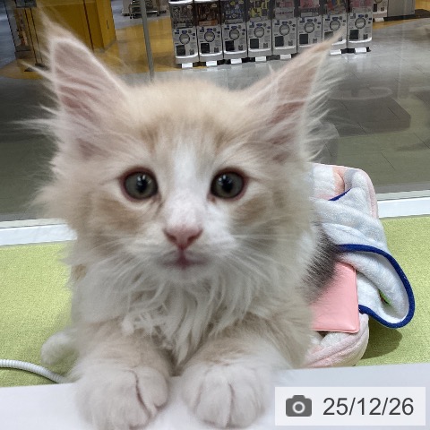 石川県のノルウェージャンフォレストキャット (ペットプラス 白山店/2025年10月19日生まれ/男の子/クリームタビーホワイト)の子猫の4枚目の画像