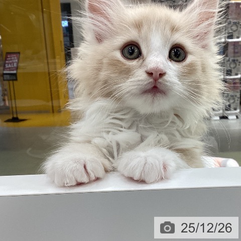 石川県のノルウェージャンフォレストキャット (ペットプラス 白山店/2025年10月19日生まれ/男の子/クリームタビーホワイト)の子猫の3枚目の画像