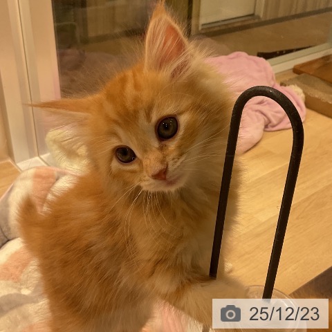 ノルウェージャンフォレストキャットの写真