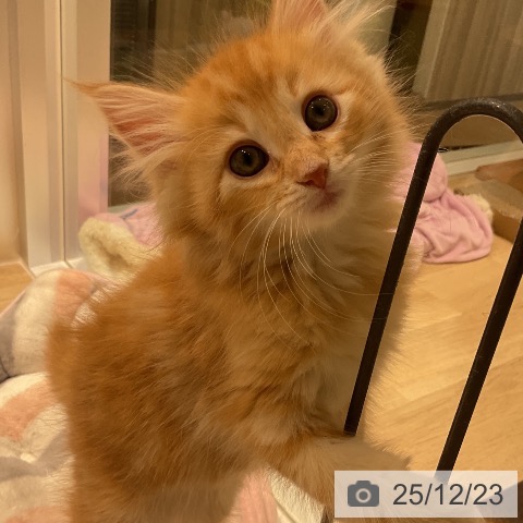 ノルウェージャンフォレストキャットの写真