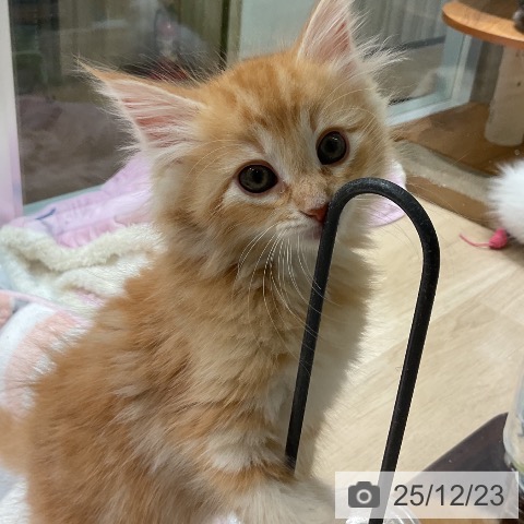 ノルウェージャンフォレストキャットの写真