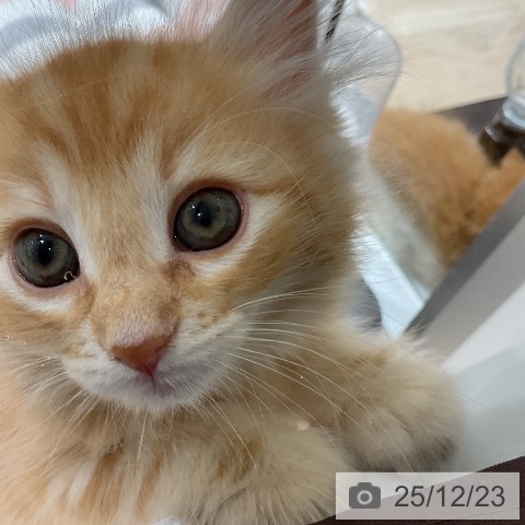 三重県のノルウェージャンフォレストキャット (ペットプラス 鈴鹿店/2025年10月19日生まれ/女の子/レッドタビー)の子猫の4枚目の画像