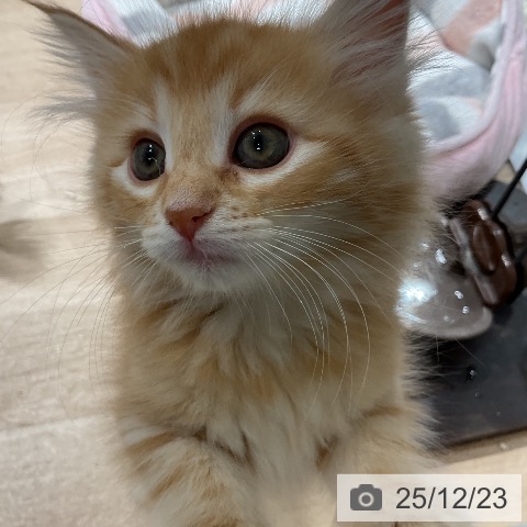 三重県のノルウェージャンフォレストキャット (ペットプラス 鈴鹿店/2025年10月19日生まれ/女の子/レッドタビー)の子猫の3枚目の画像