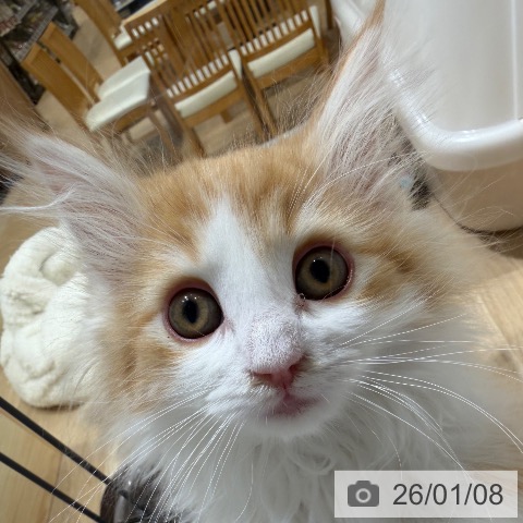 ノルウェージャンフォレストキャットの写真