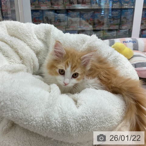 ノルウェージャンフォレストキャットの写真