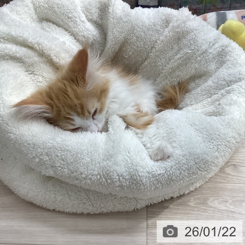 ノルウェージャンフォレストキャットの写真